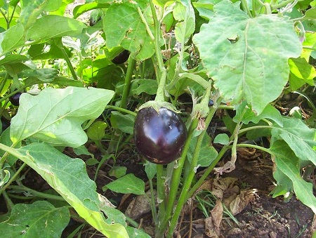 Cây Cà. Solanum melongena L - Cây Thuốc Nam Quanh Ta